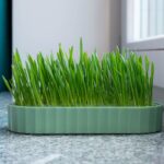 Na parapetach granitowych stoi zielona trawa w zielonej doniczce.